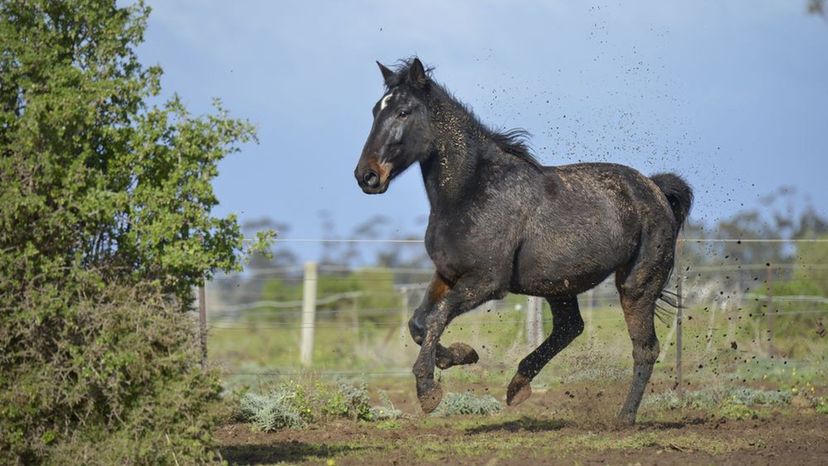 Standardbred