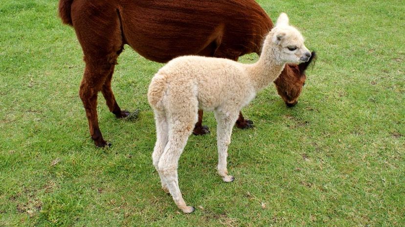 Cria (Alpaca)