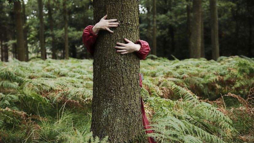 Hug tree