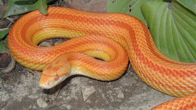 Corn Snake