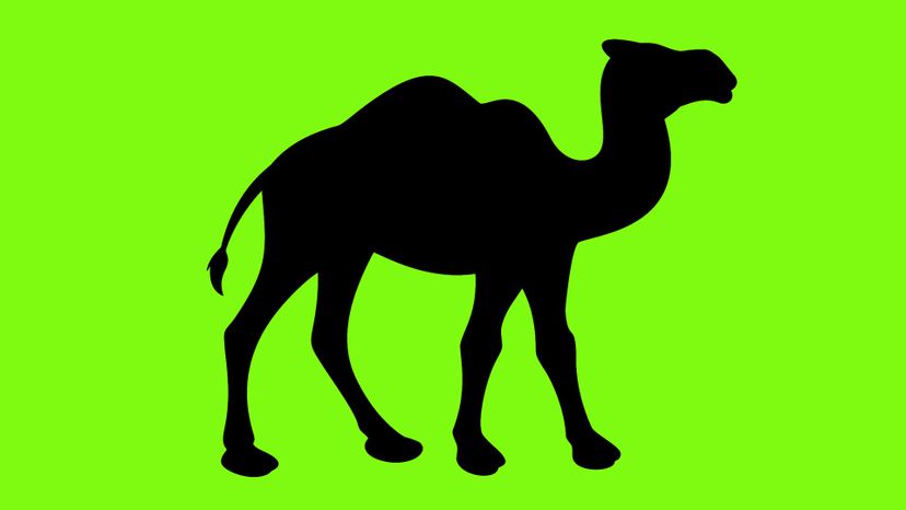 camel copy
