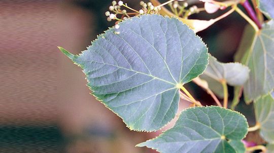 We'll Be Impressed If You Can Name Even 11 of These Trees From Their Leaves