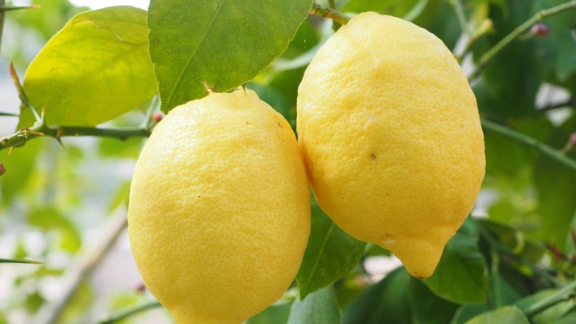 Lemons growing