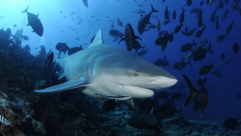 Bull shark