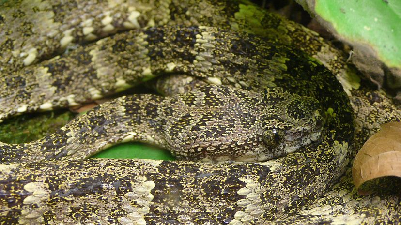 35 Speckled forest pitviper Bothriopsis_taeniata