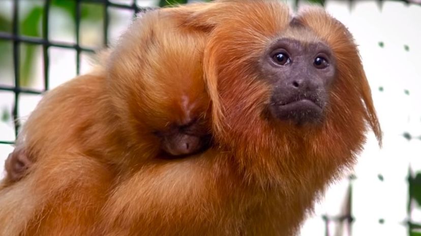 Golden Tamarin Monkeys