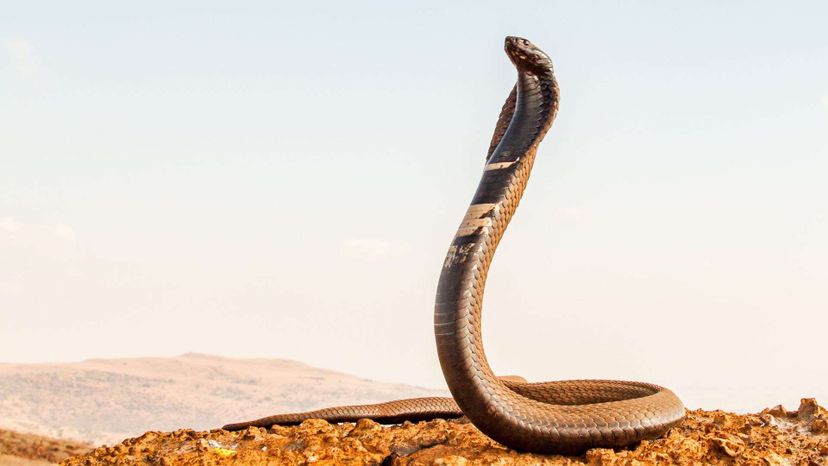 Cobra-víbora Azul-tóxica Insularis Foto de Stock - Imagem de