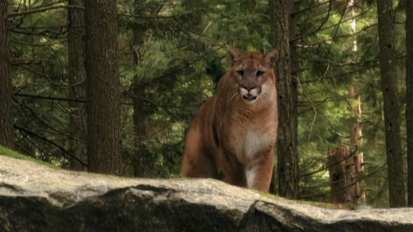 Twilight mountain lion on set