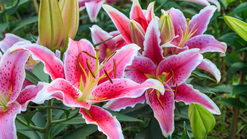 Lilies