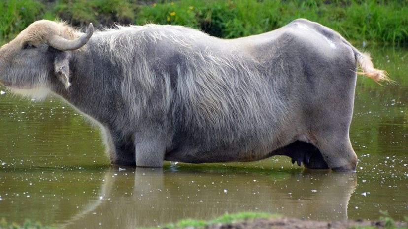 Water buffalo