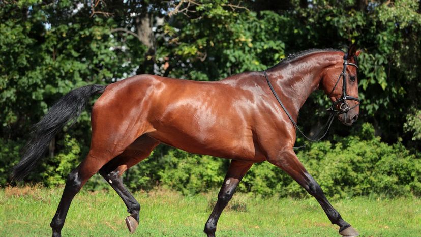 Can You Guess These Horse Breeds in this Hidden Picture Game