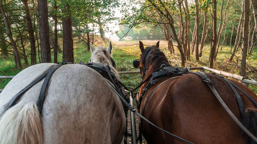 Horse and cart