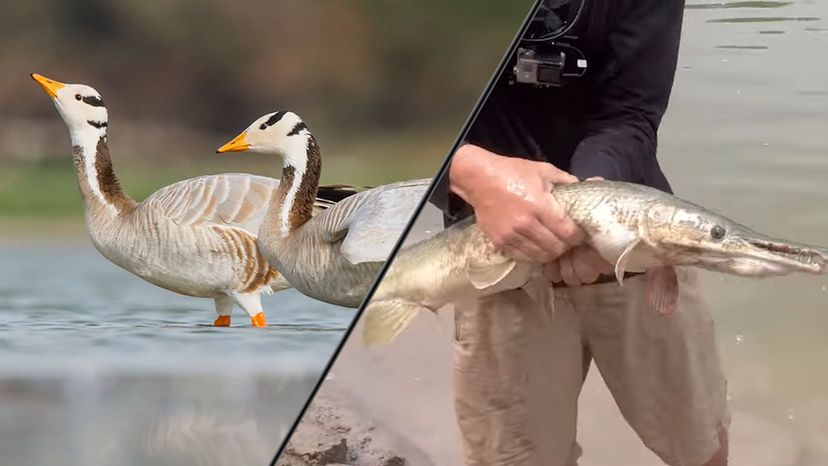 Waterfowls and Alligator Gars