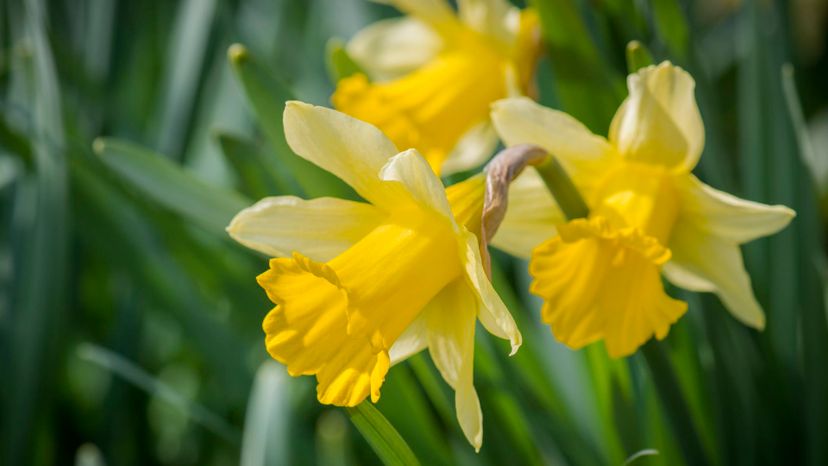 19 daffodil GettyImages-586345978