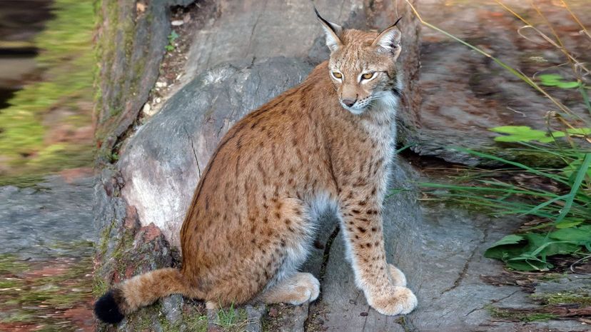 Eurasian Lynx