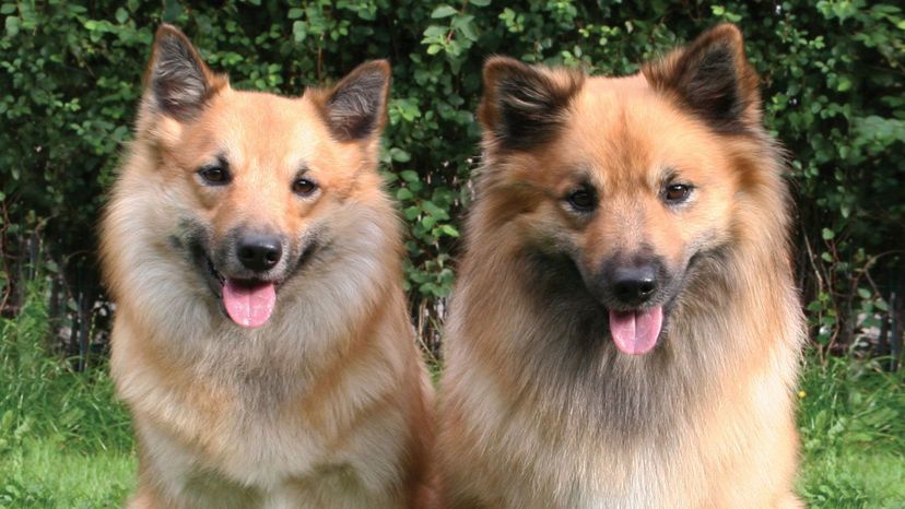 Can You Identify These Underrated Dog Breeds?