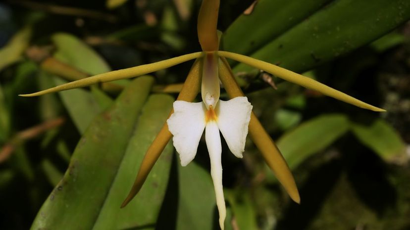 36 Epidendrum nocturnum