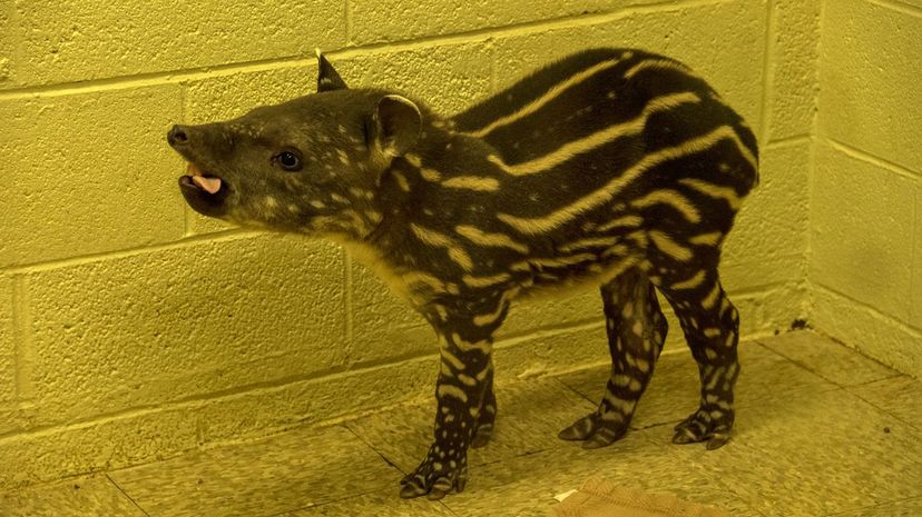 Baby Lowland Tapir
