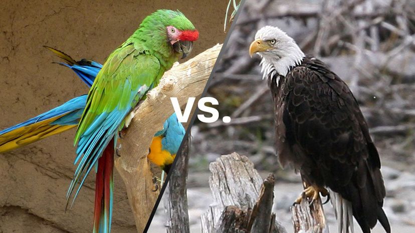 Macaw vs Bald Eagle