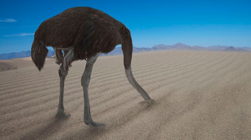 20 ostrich head in sand GettyImages-465874351