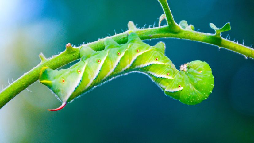 Tomato Hornworm