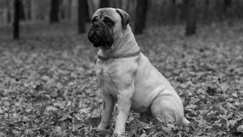 Bullmastiff