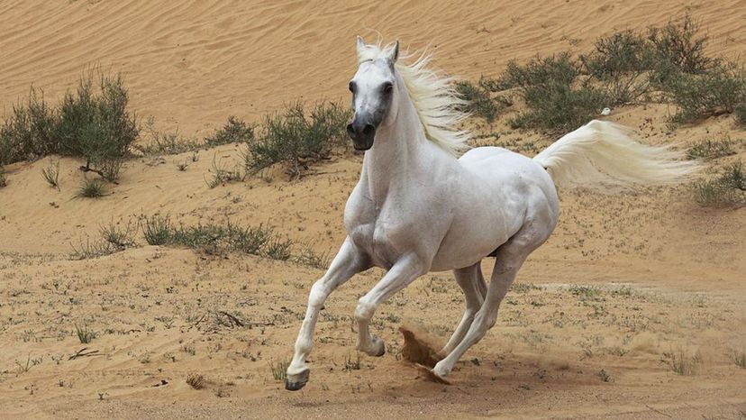 Can You Name the Horse Breeds Shown in Each of These Photos?