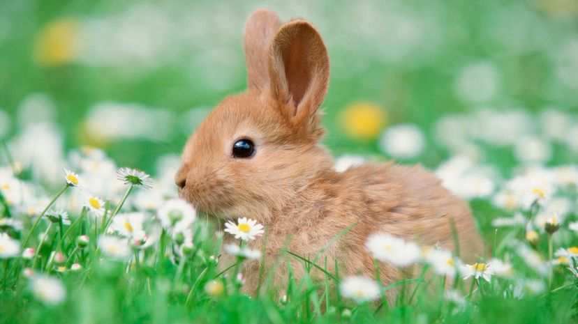 Question 14 - bunnies