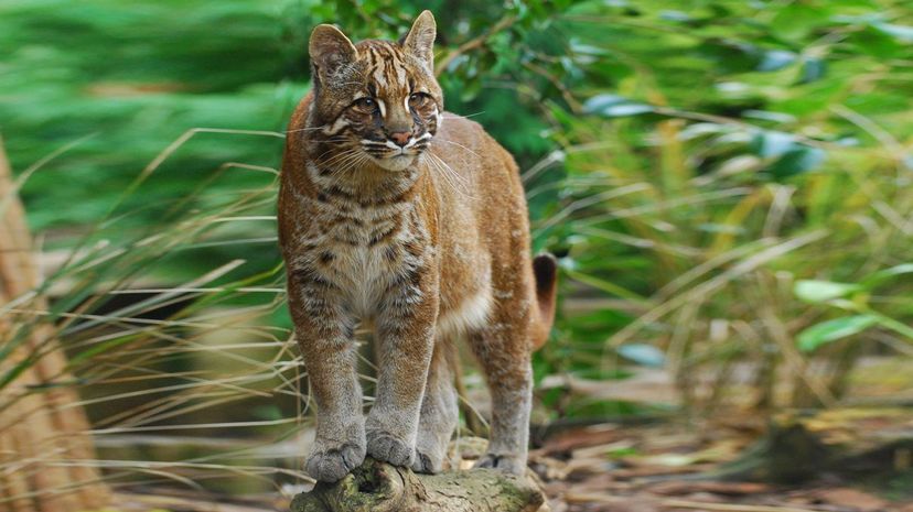 Asian Golden Cat