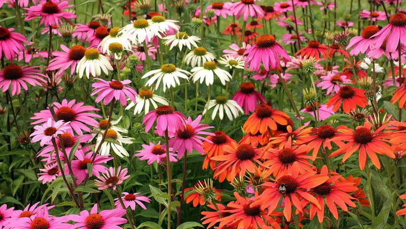 purple-coneflower