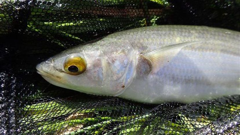 Yelloweye mullet