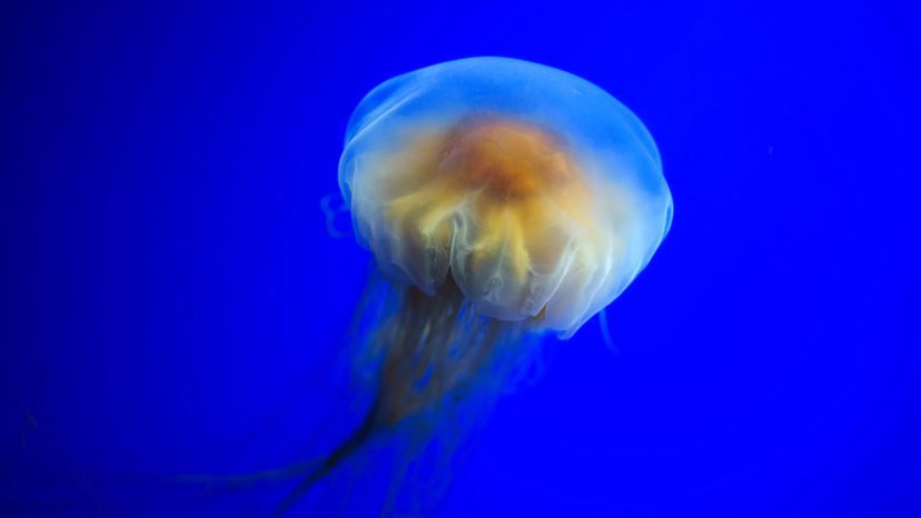 Lions Mane Jellyfish