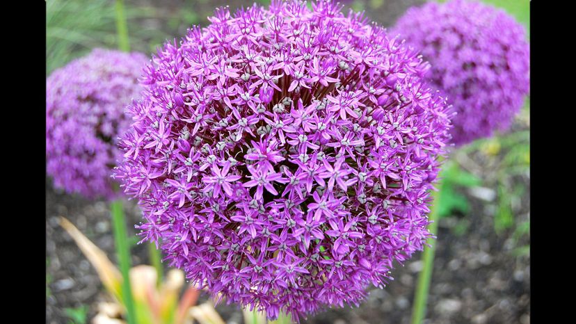 Allium