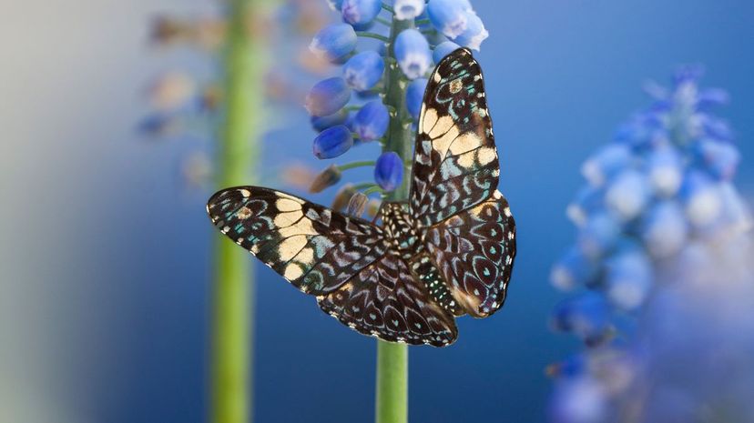 Red cracker butterfly