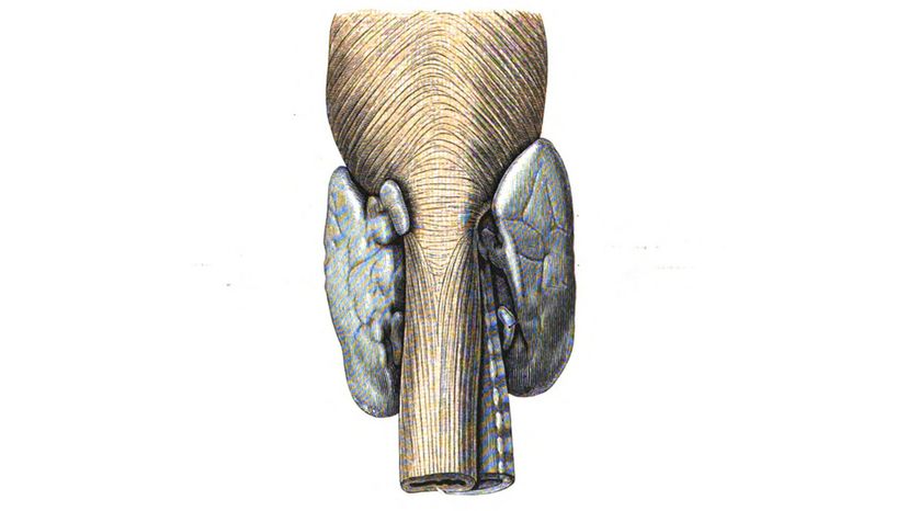 Parathyroid gland