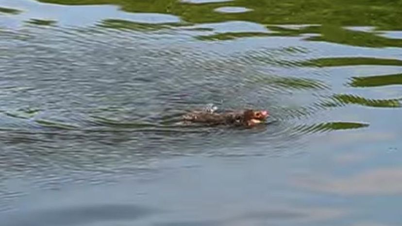 Swimming mole