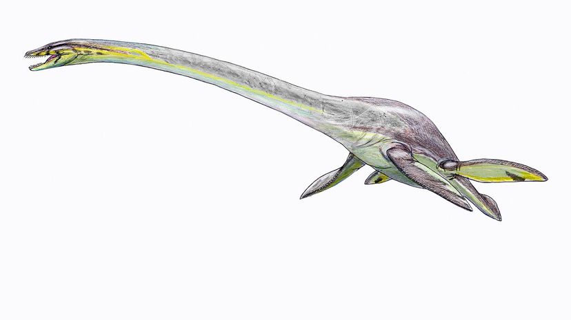 Elasmosaurus