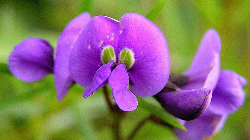 Native Wisteria