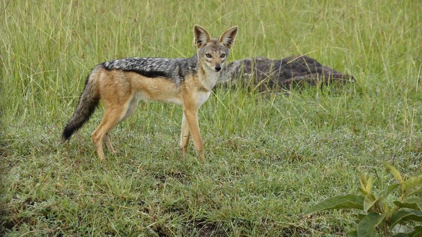 Black-Backed Jackal