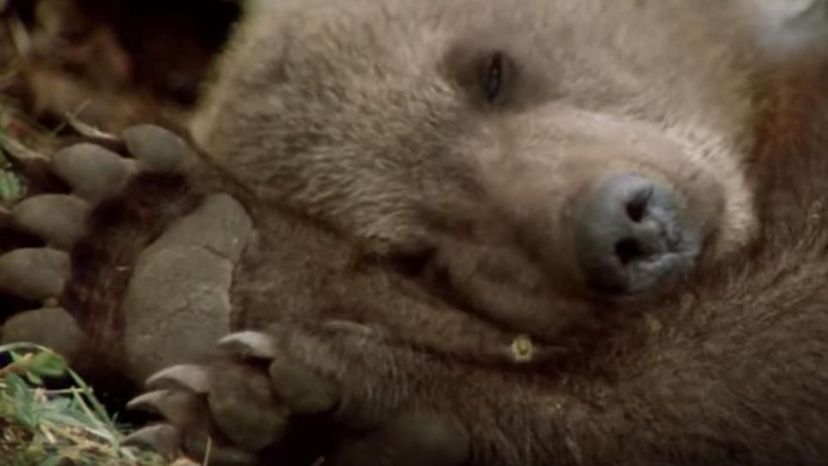 The Bear Film