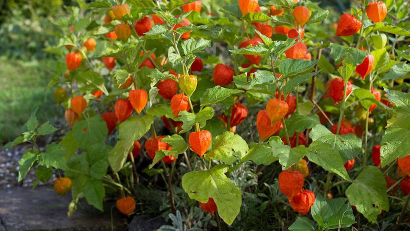 Chinese Lantern