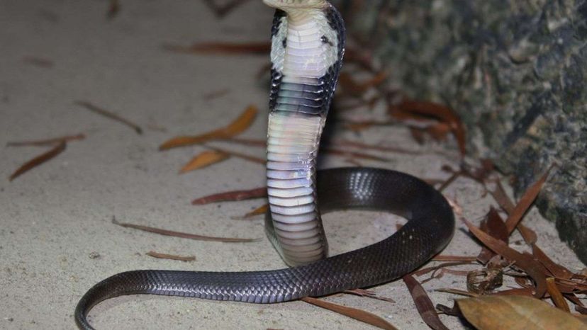 Chinese Cobra