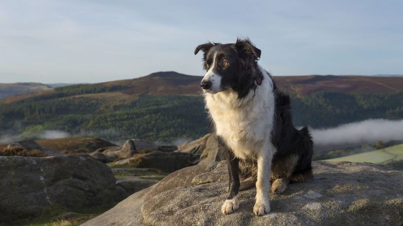 18 Border collie