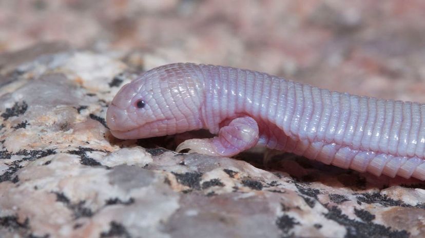 Mexican mole lizard