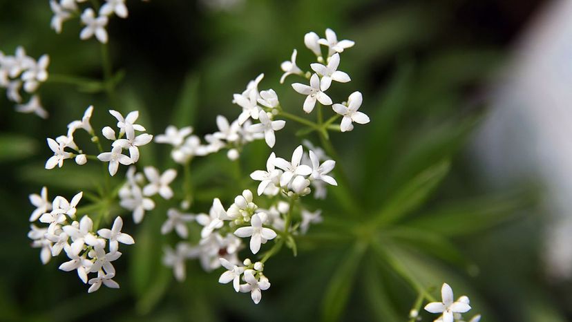 sweet woodruff