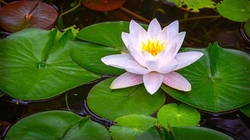 14 water lily GettyImages-1041313772
