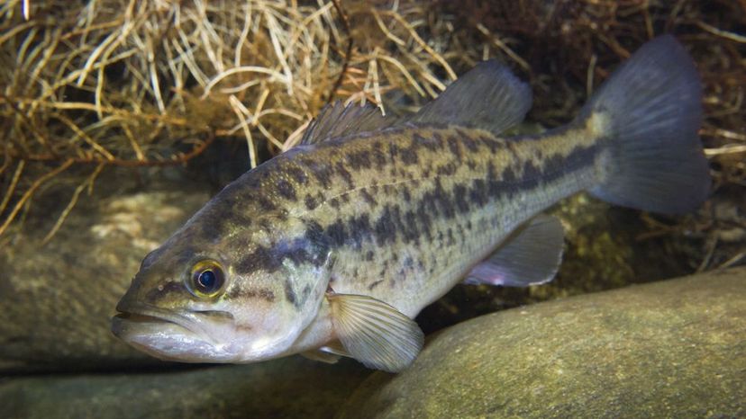 Pescar en agua dulce: Pesca lobina o bass en Estados Unidos 