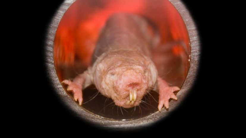 Naked Mole Rat