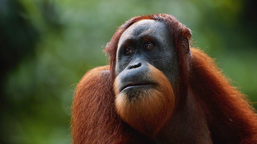 Question 29 - Orangutan