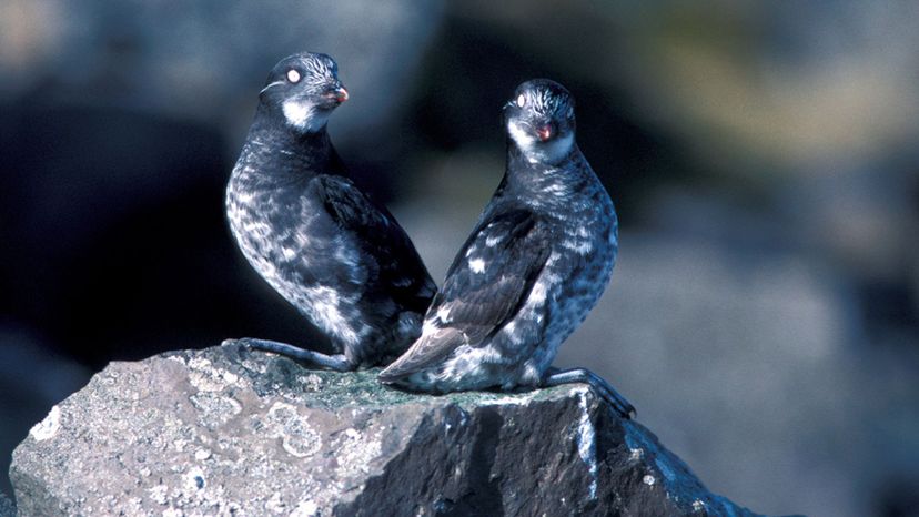 Least Auklets